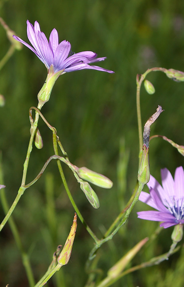 Lactuca perennis / Lattuga rupestre